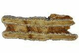 Mammoth Molar Slice with Case - South Carolina #165133-1